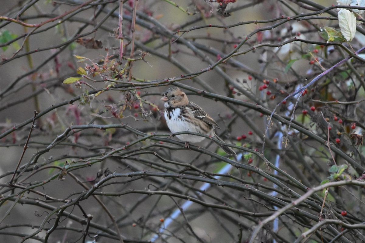 Harris's Sparrow - ML645135357