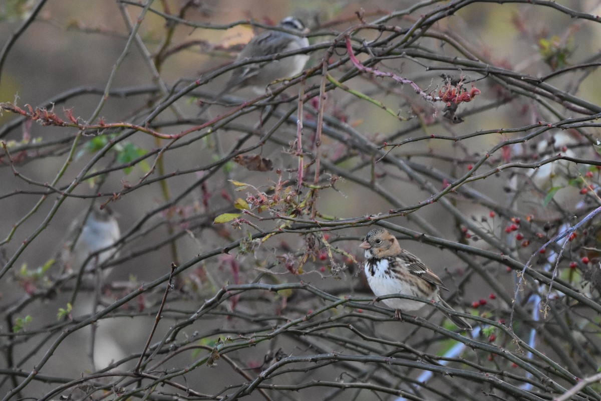 Harris's Sparrow - ML645135358