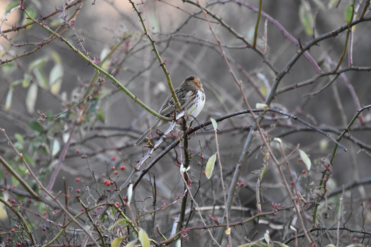 Harris's Sparrow - ML645135359