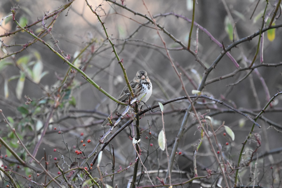 Harris's Sparrow - ML645135361