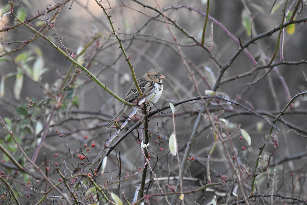 Harris's Sparrow - ML645135362