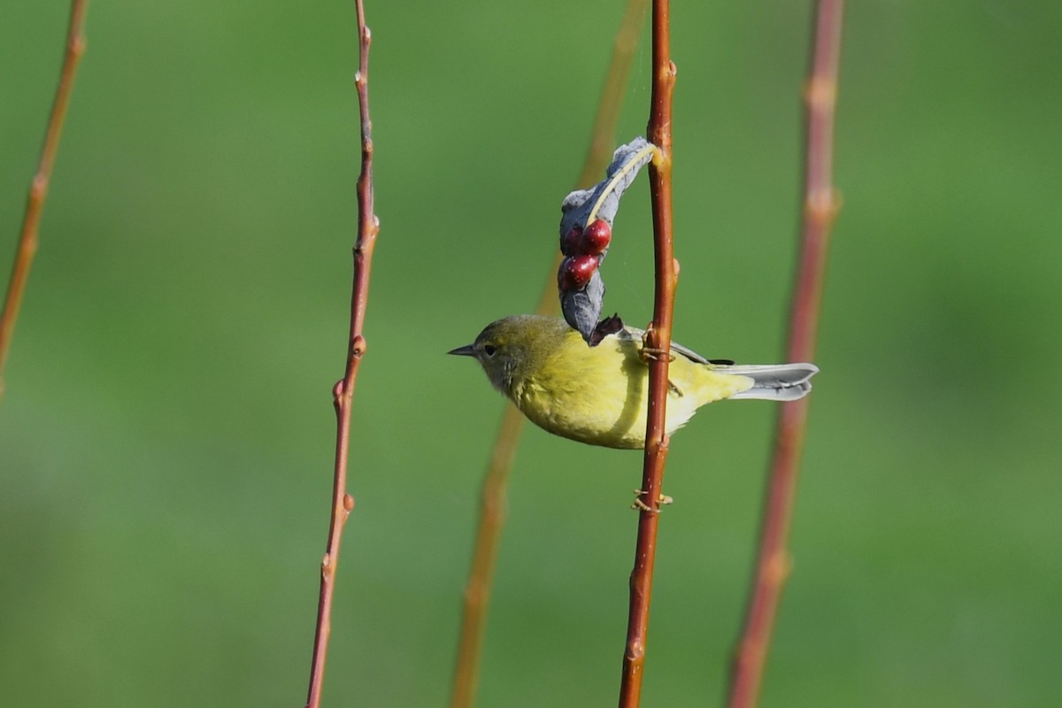 Orange-crowned Warbler - ML645135366