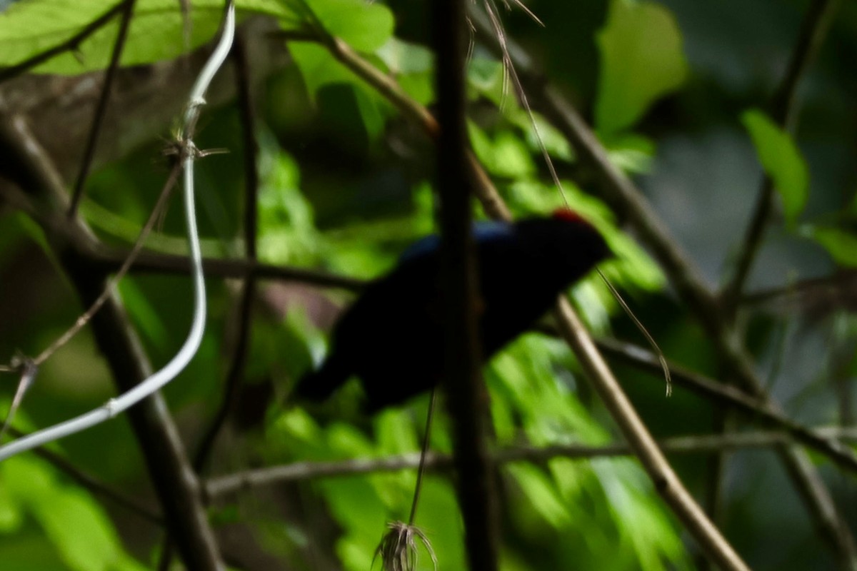 Lance-tailed Manakin - ML645135376