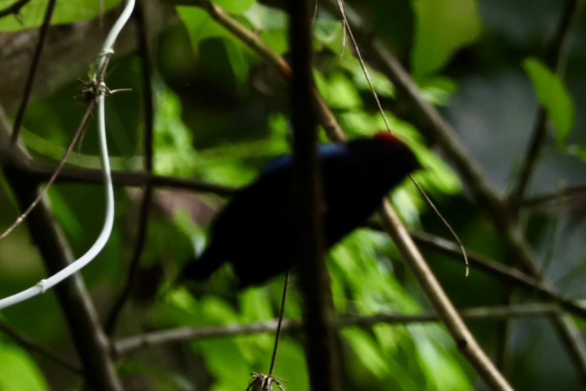 Lance-tailed Manakin - ML645135377