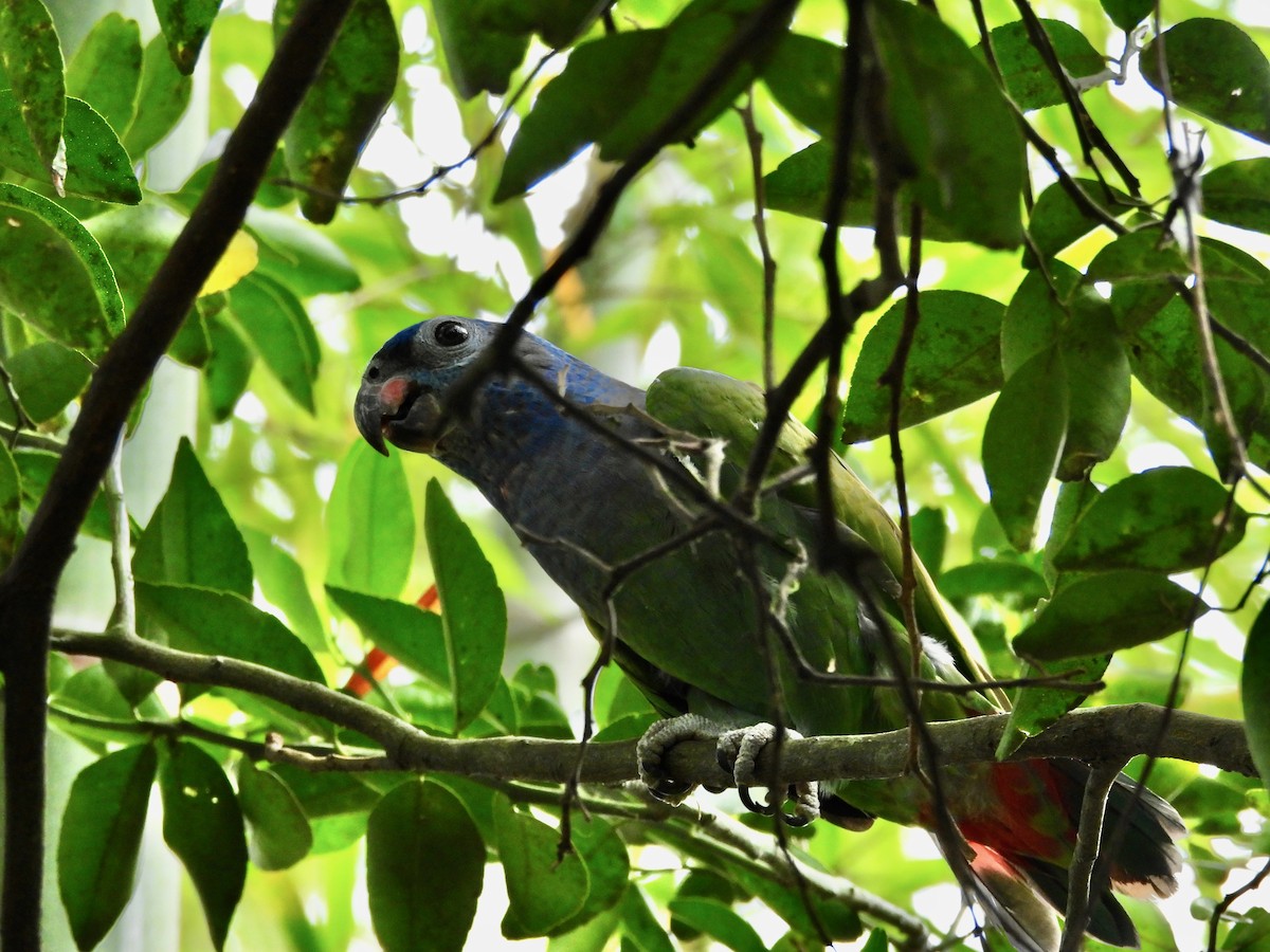 Blue-headed Parrot - ML645135378