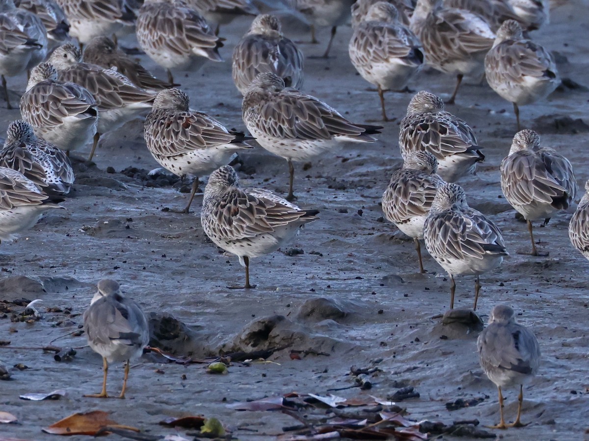 Gray-tailed Tattler - ML645135388