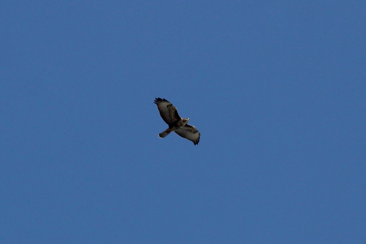 Buse variable - ML645135394