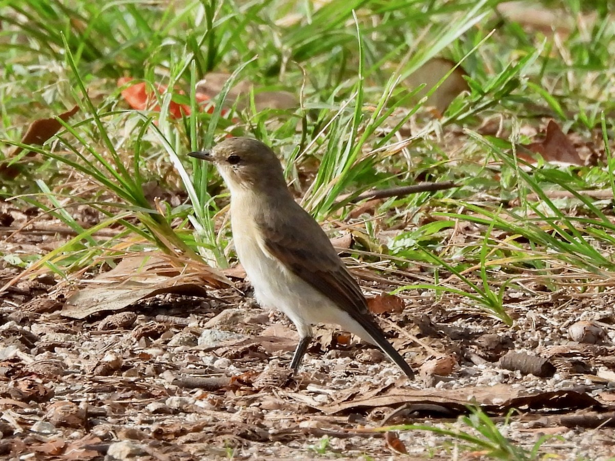 Little Ground-Tyrant - ML645135395