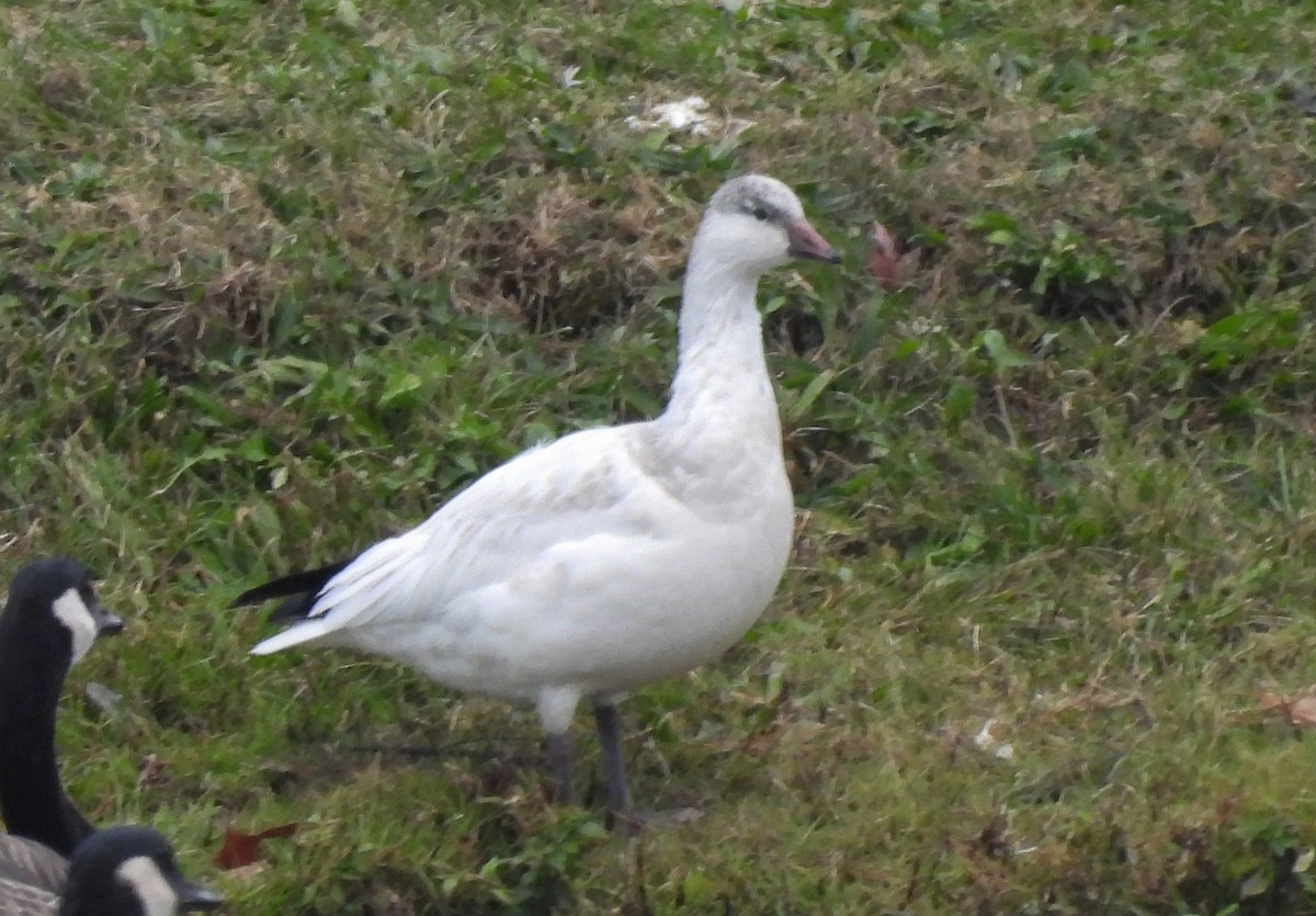 Ross's Goose - ML645135399