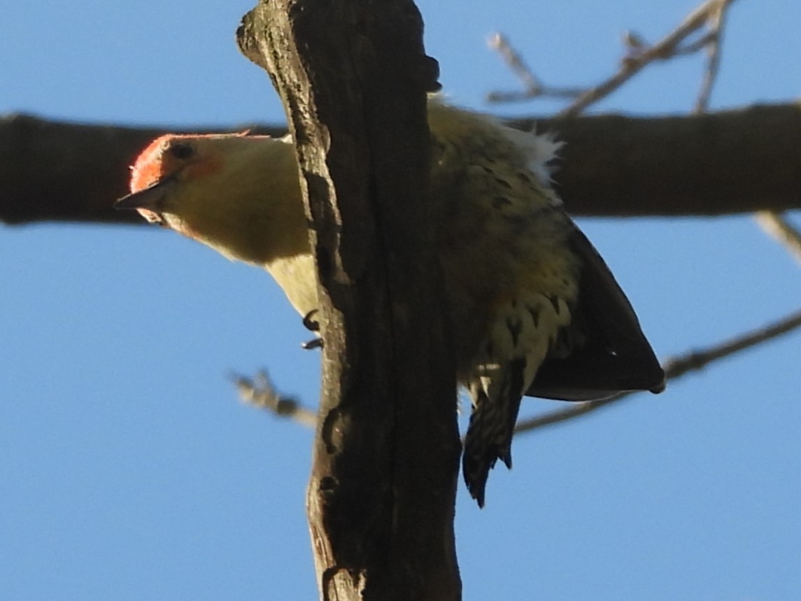 Carolinaspecht - ML645135404