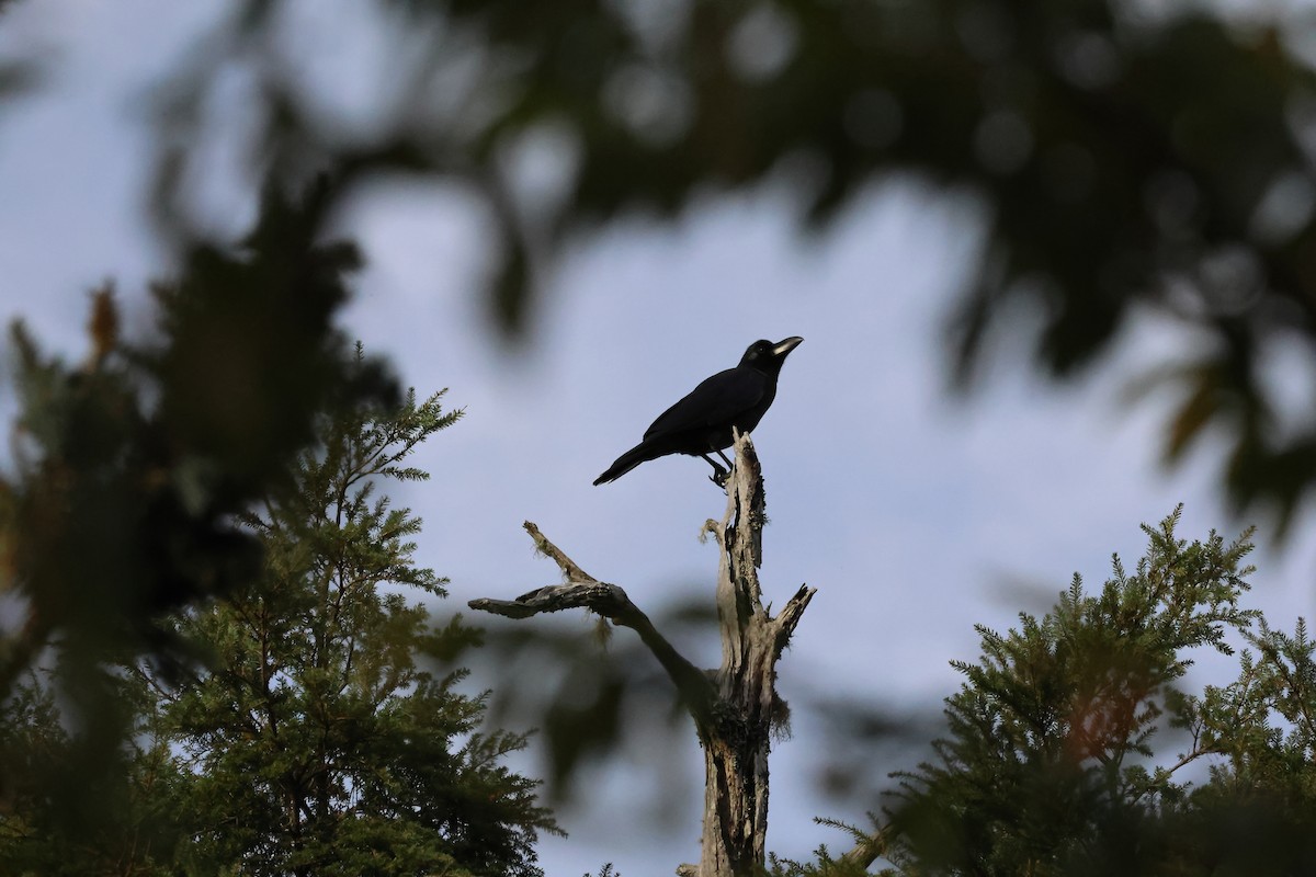 Large-billed Crow - ML645135427