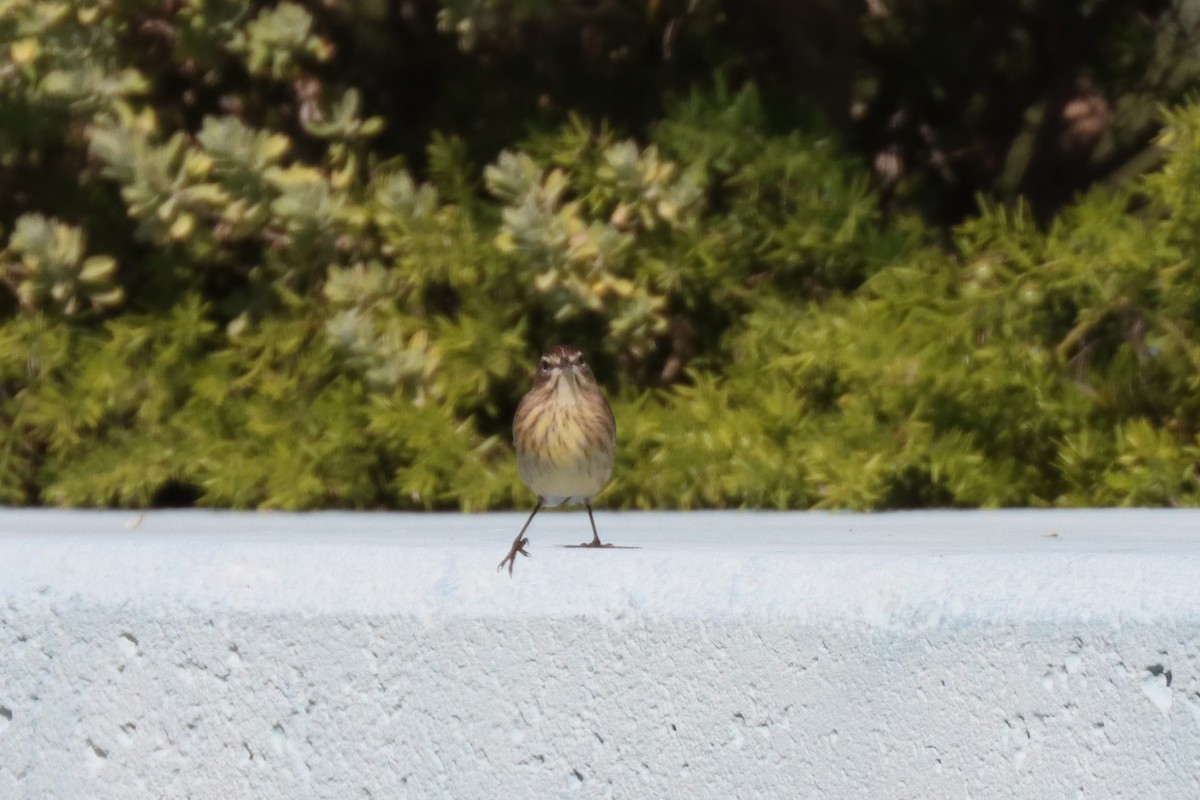 Paruline à couronne rousse - ML645135434