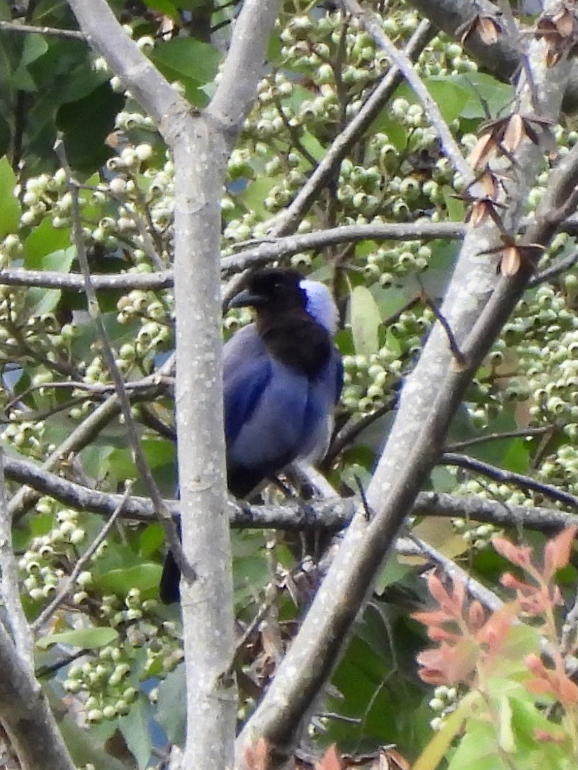 Violaceous Jay - ML645135436