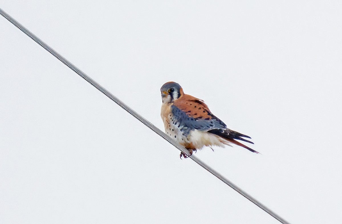 American Kestrel - ML645135437