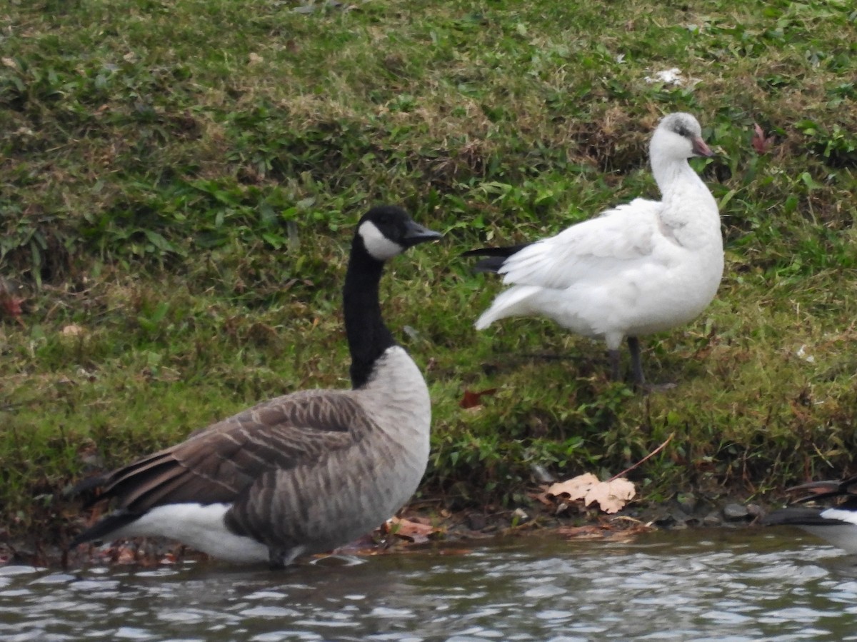 Ross's Goose - ML645135446