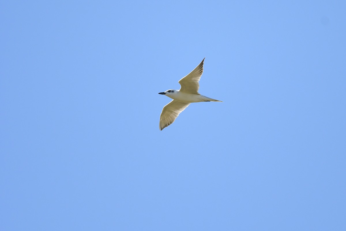Gull-billed Tern - ML645135447