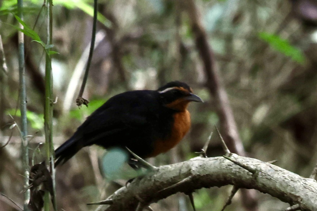 Rosy Thrush-Tanager - ML645135452