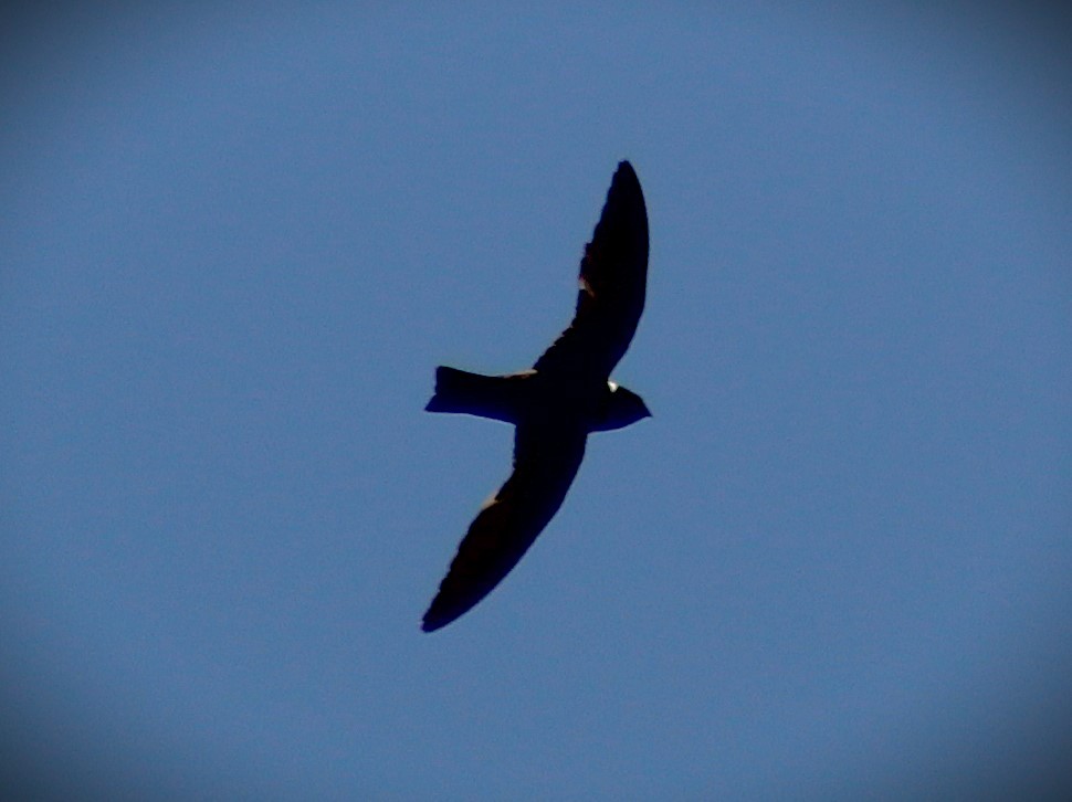 White-collared Swift - ML645135458