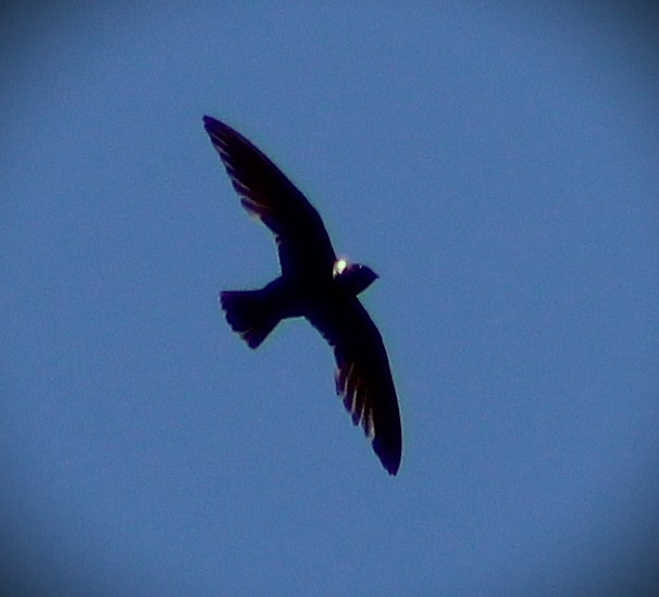 White-collared Swift - ML645135459