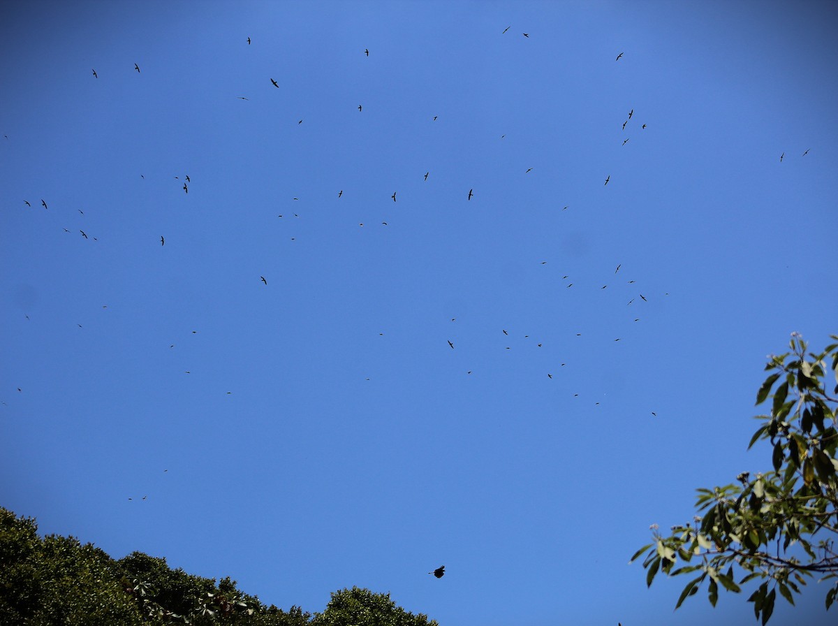 White-collared Swift - ML645135460