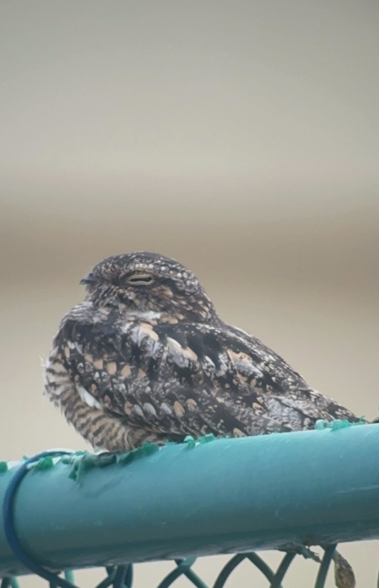 Lesser Nighthawk - ML645135464