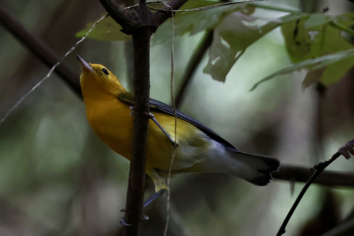 lesňáček zlatý - ML645135465