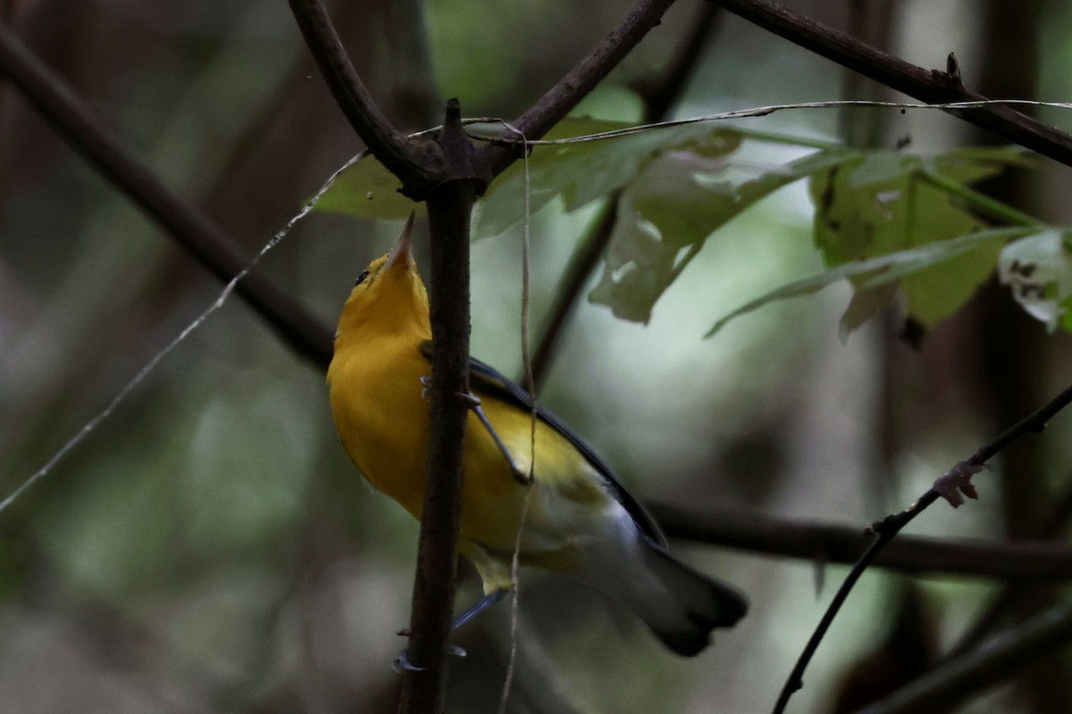 lesňáček zlatý - ML645135466