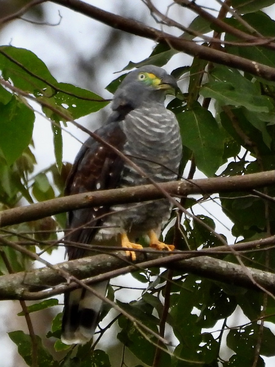 hákozobec neotropický - ML645135471