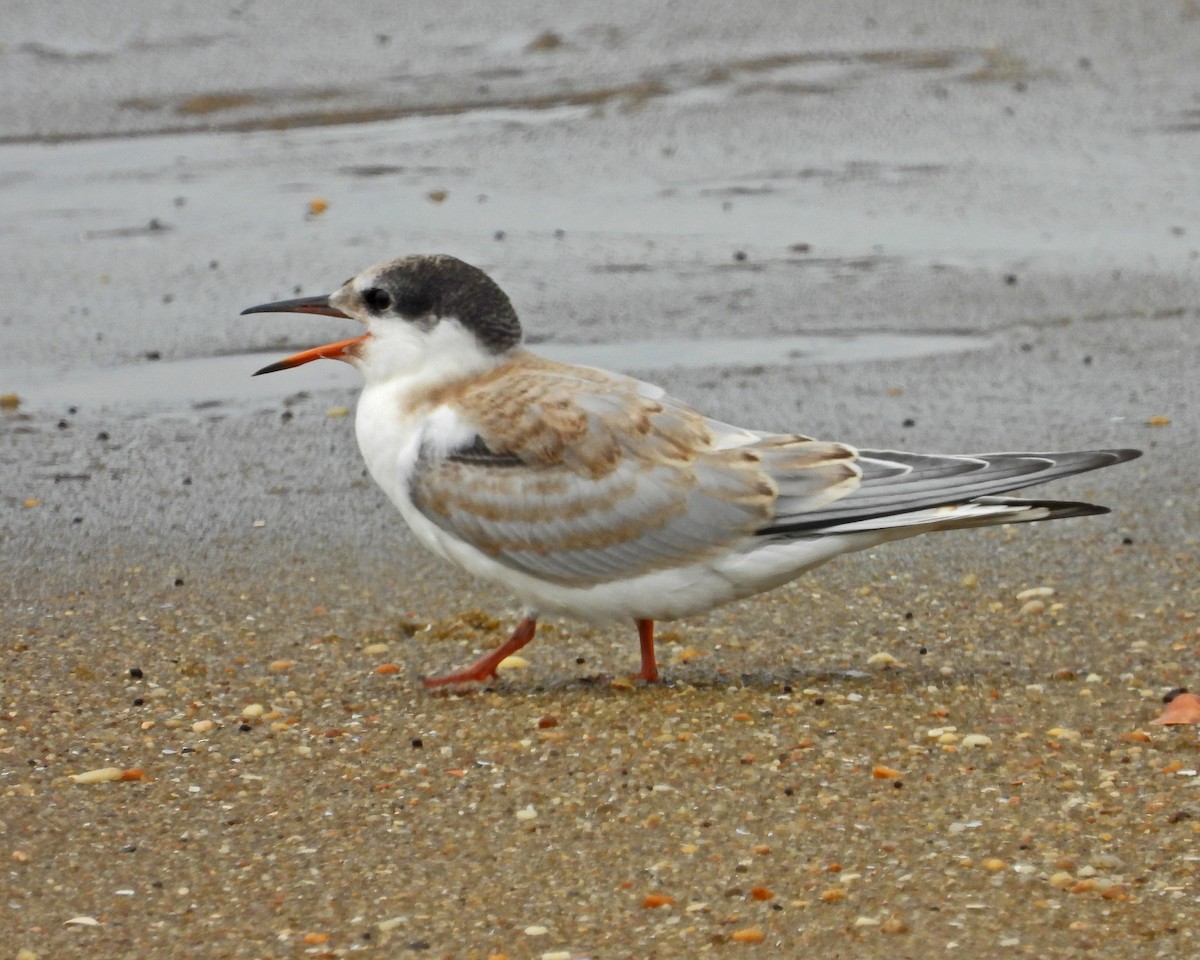 Flussseeschwalbe - ML645135478