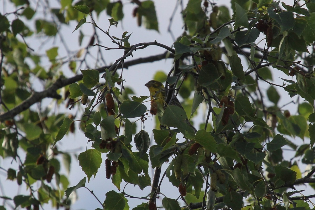 Txirriskila arrunta - ML645135481