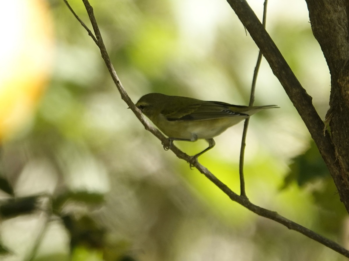 Червоїд світлобровий - ML645135489