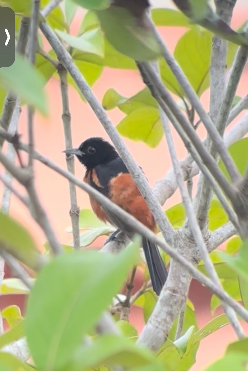 Orchard Oriole - ML645135502