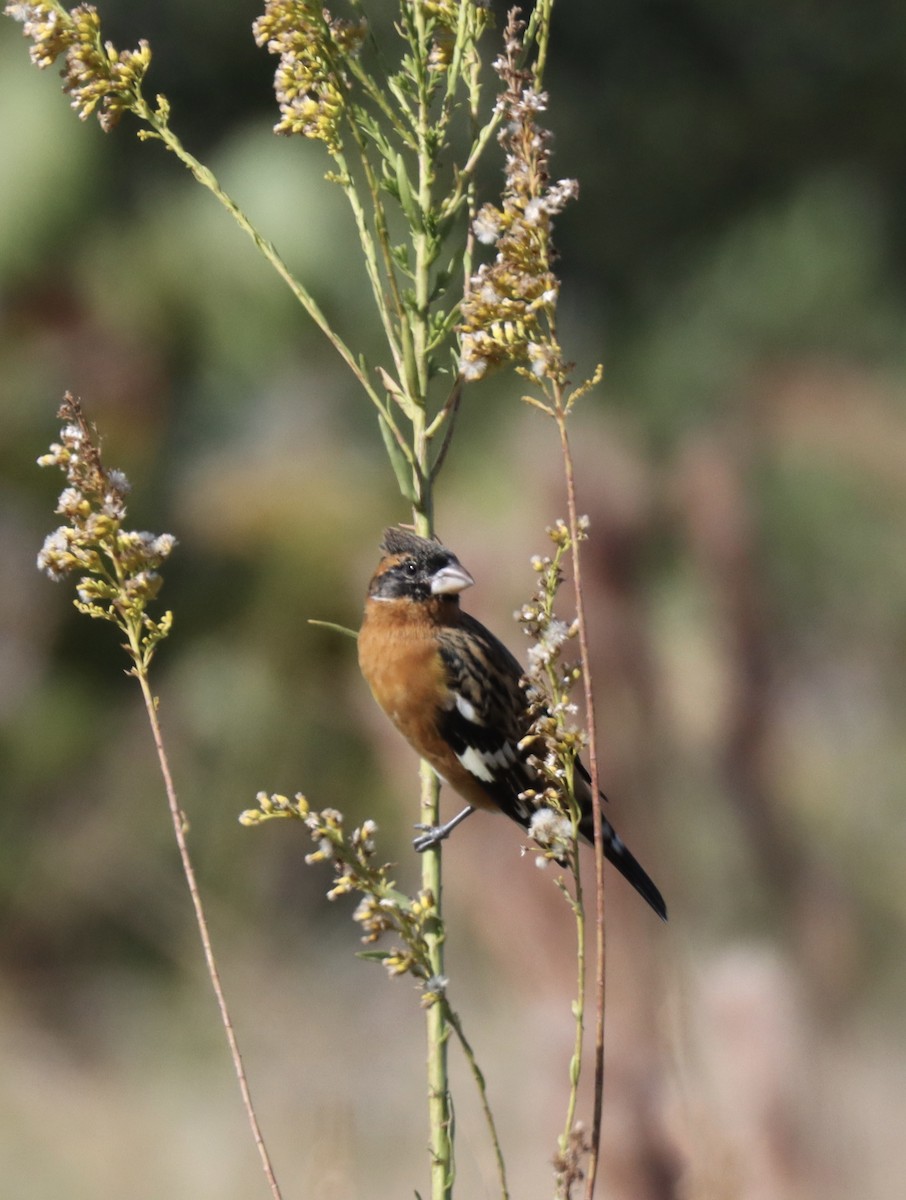 Cardinal à tête noire - ML645135504