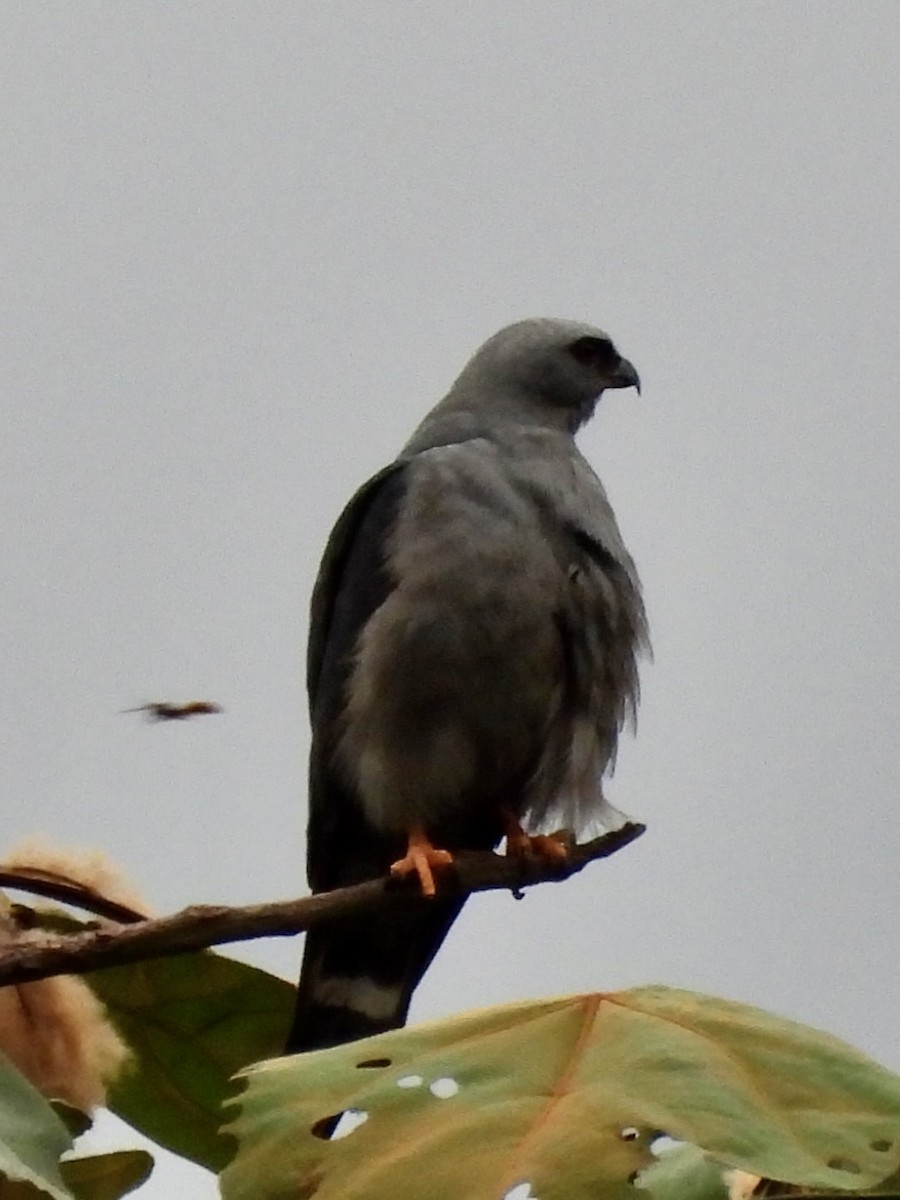Plumbeous Kite - ML645135509
