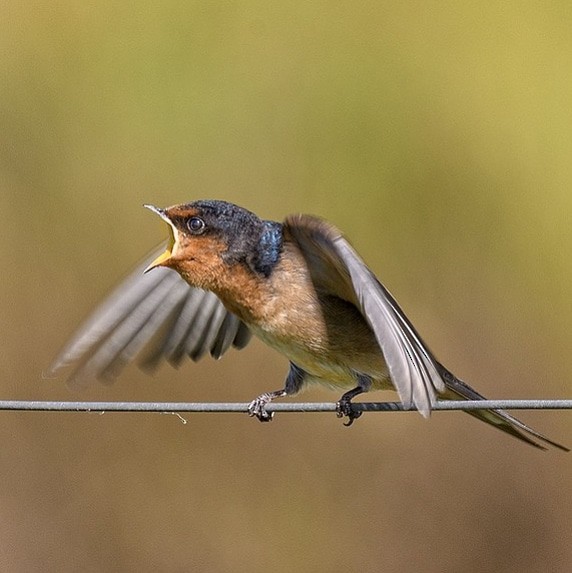 Welcome Swallow - ML645135523