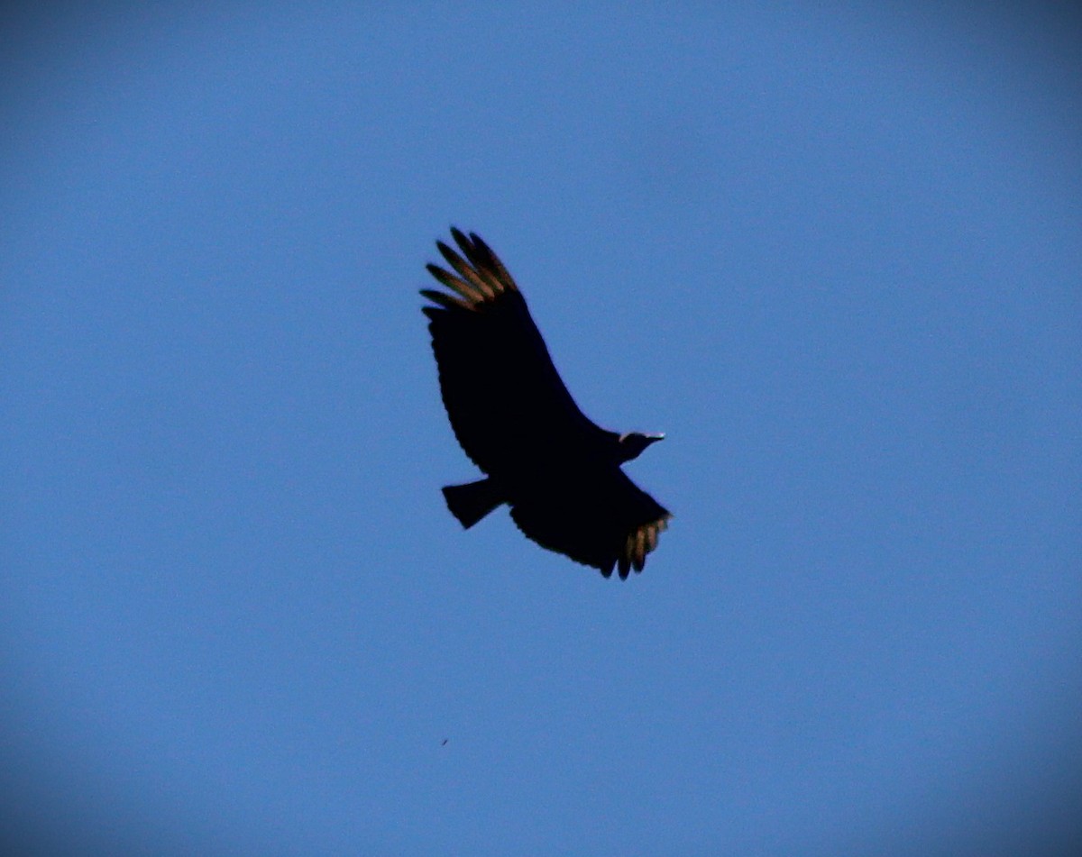 Black Vulture - ML645135534