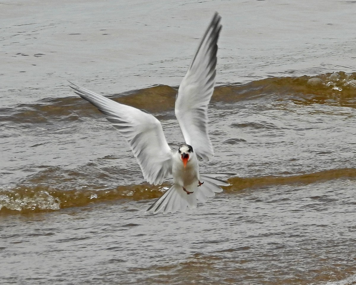 Flussseeschwalbe - ML645135535