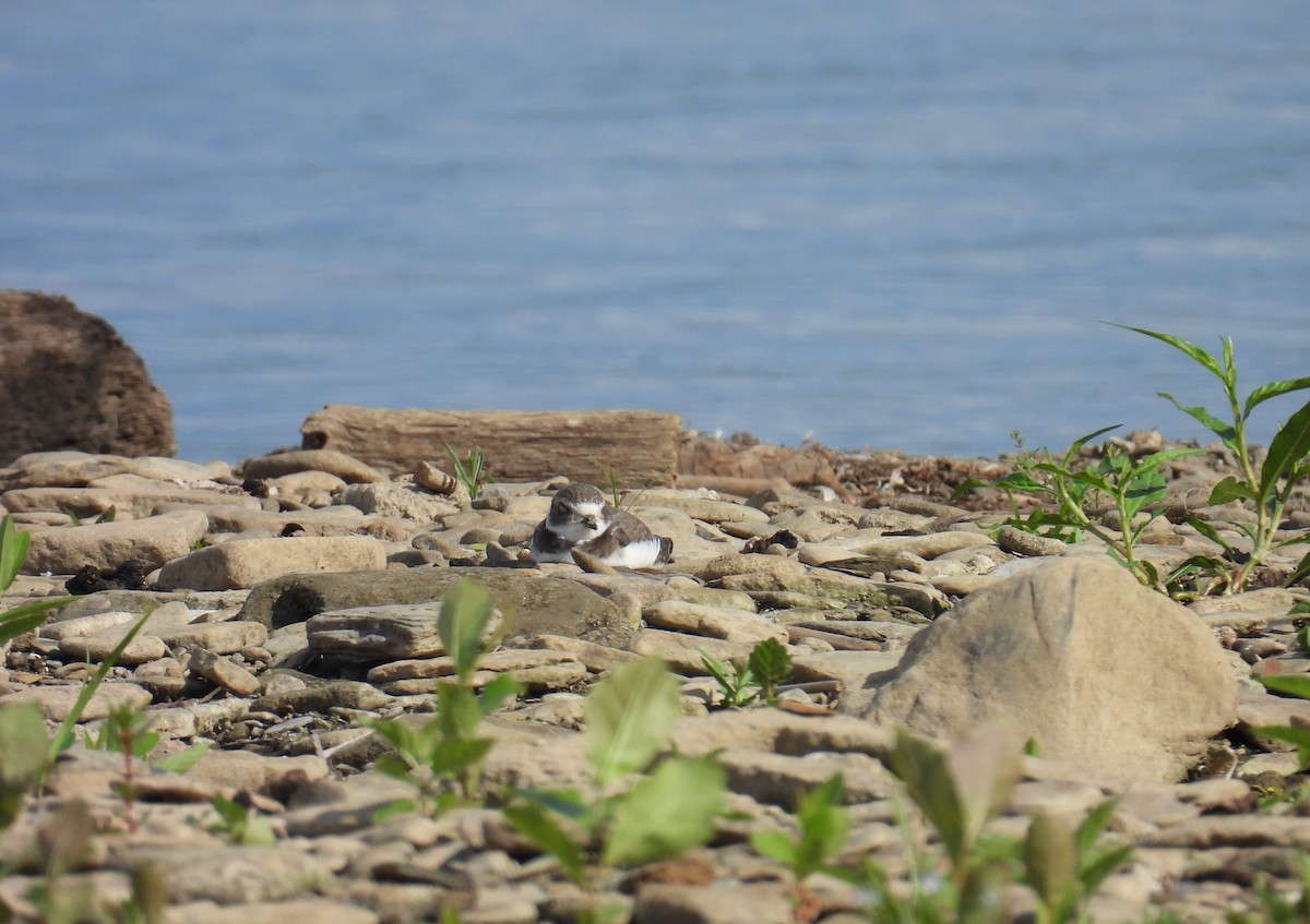 Semipalmated Plover - ML645135537