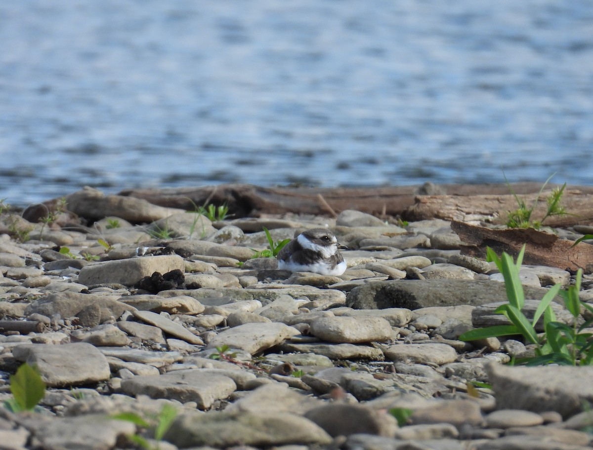 Semipalmated Plover - ML645135538