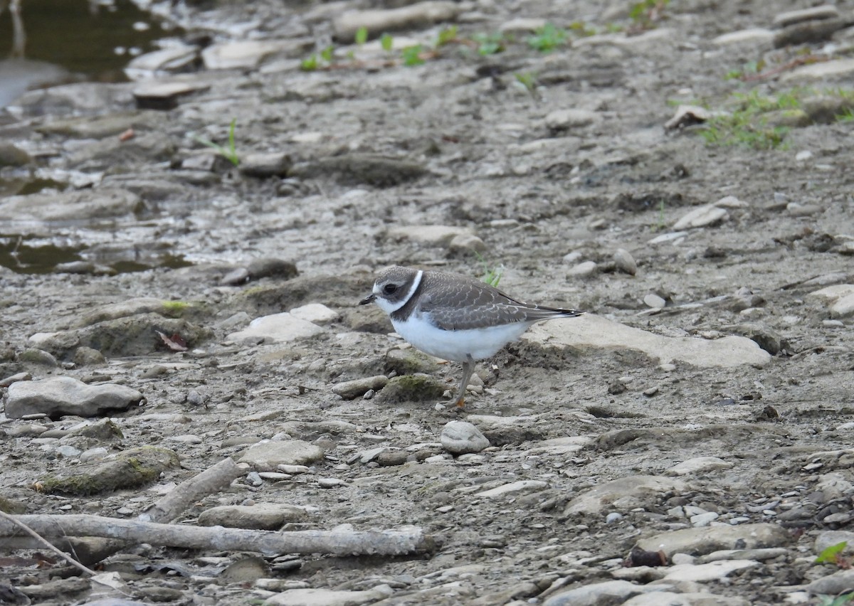 Semipalmated Plover - ML645135539