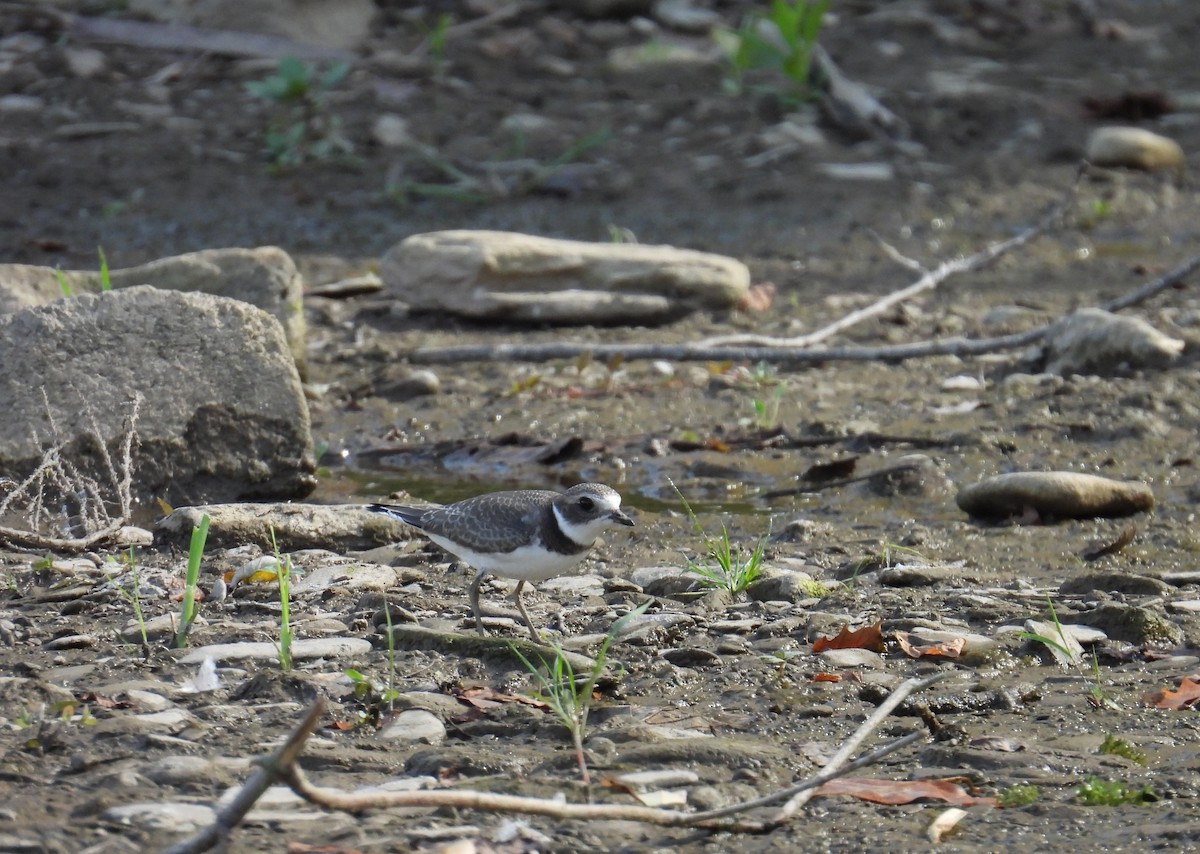 Semipalmated Plover - ML645135540