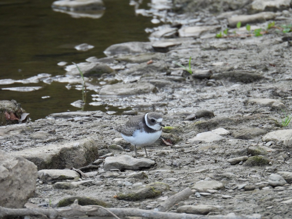 Semipalmated Plover - ML645135541