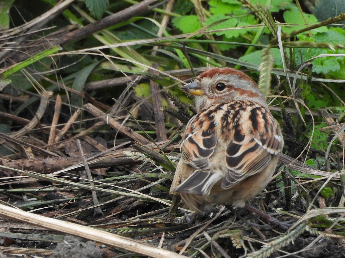 Пасовник північний - ML645135554
