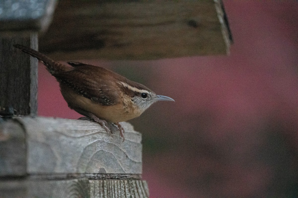 Carolinazaunkönig - ML645135555