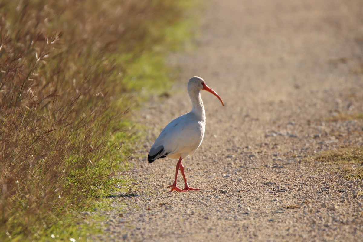 White Ibis - ML645135570
