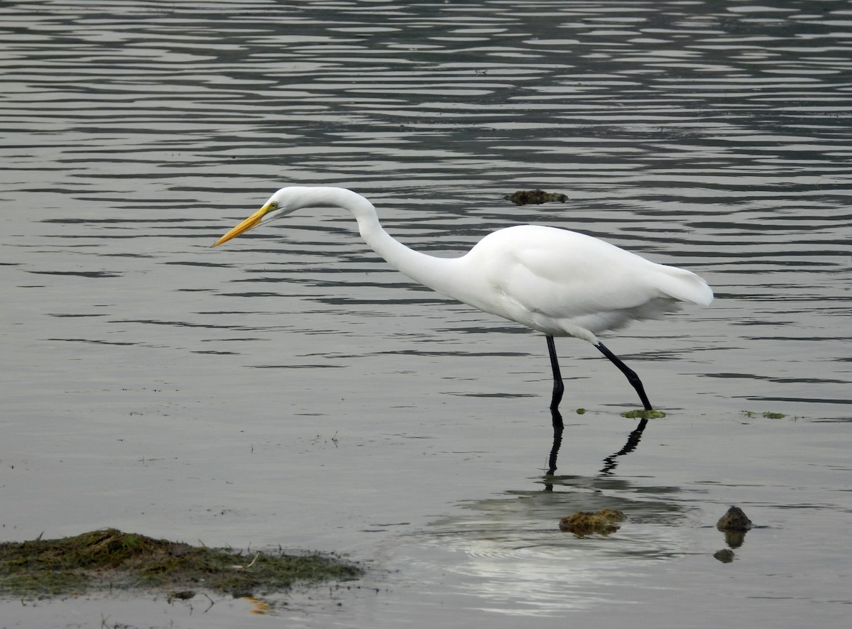 Great Egret - ML645135576