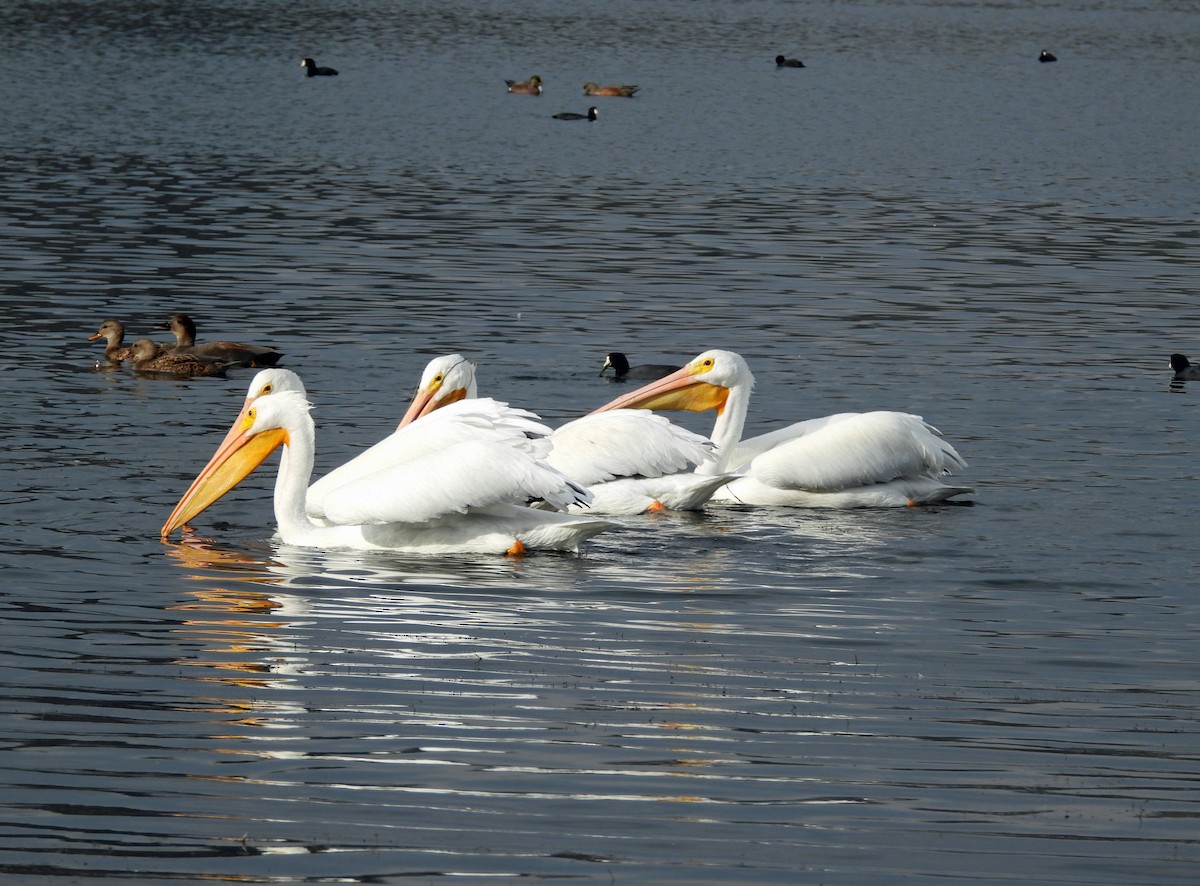 American White Pelican - ML645135613