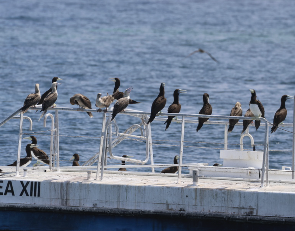 Сула червононога - ML645135614