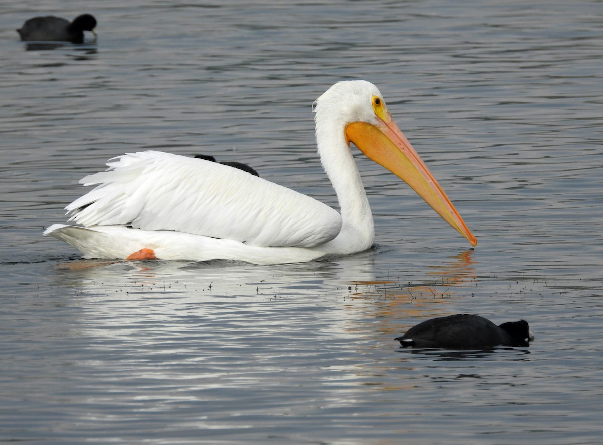 American White Pelican - ML645135621