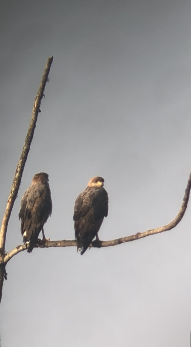 kanelvåk - ML645135623